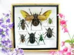 Echte exotische Insekten - Einzelstück - im 3D S-Schaukasten - Wandbild A-S-14