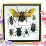 Echte exotische Insekten - Einzelstück - im 3D S-Schaukasten - Wandbild A-S-14