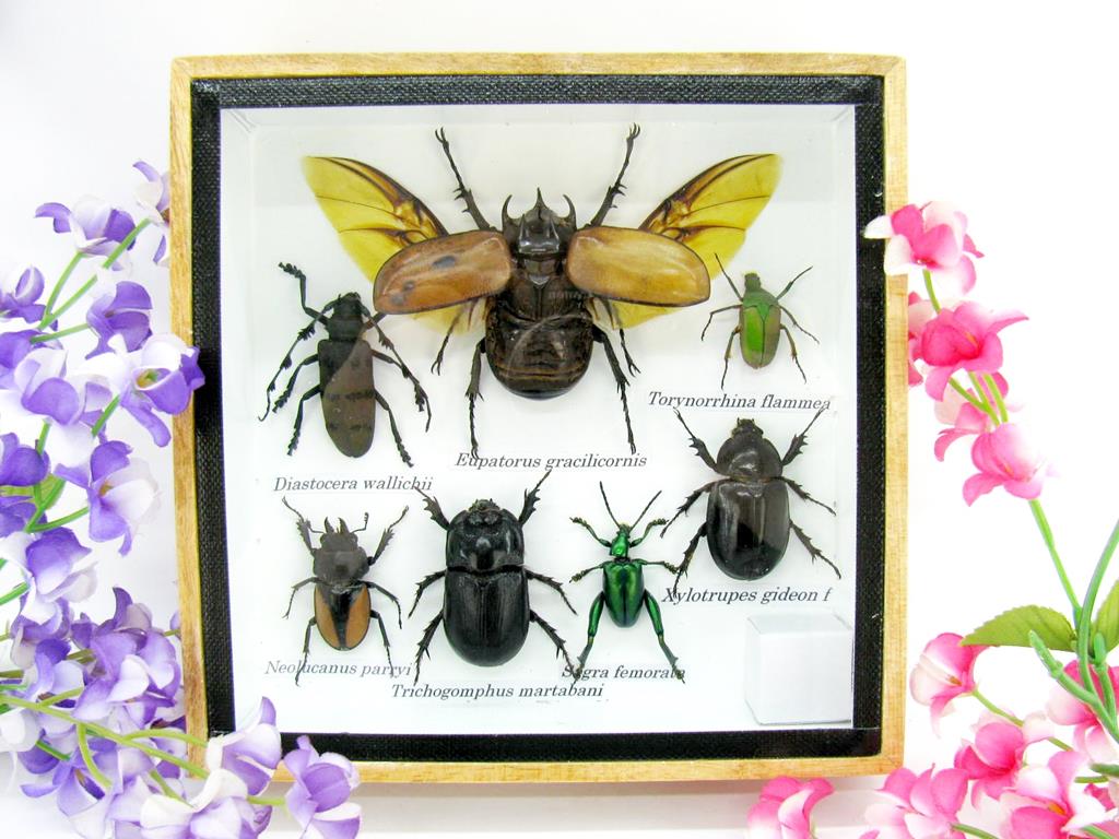 Wunderschöne, tropische und natürlich echte Insekten aus nachhaltiger Zucht im kleinen Schaukasten a-insekten-S-14-a