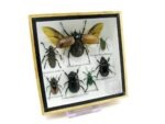 Echte exotische Insekten - Einzelstück - im 3D S-Schaukasten - Wandbild A-S-14 – Bild 3