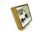 Echte exotische Insekten - Einzelstück - im 3D S-Schaukasten - Wandbild A-S-14 – Bild 4
