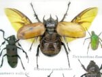 Echte exotische Insekten - Einzelstück - im 3D S-Schaukasten - Wandbild A-S-14 – Bild 5