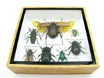 Echte exotische Insekten - Einzelstück - im 3D S-Schaukasten - Wandbild A-S-14 – Bild 6