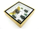 Echte exotische Insekten - Einzelstück - im 3D S-Schaukasten - Wandbild A-S-14 – Bild 7