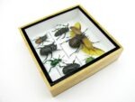 Echte exotische Insekten - Einzelstück - im 3D S-Schaukasten - Wandbild A-S-14 – Bild 8