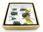 Echte exotische Insekten - Einzelstück - im 3D S-Schaukasten - Wandbild A-S-14 – Bild 9