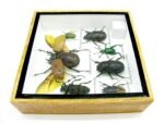 Echte exotische Insekten - Einzelstück - im 3D S-Schaukasten - Wandbild A-S-14 – Bild 10