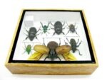 Echte exotische Insekten - Einzelstück - im 3D S-Schaukasten - Wandbild A-S-14 – Bild 11