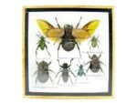 Echte exotische Insekten - Einzelstück - im 3D S-Schaukasten - Wandbild A-S-15 – Bild 2