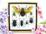 Echte exotische Insekten - Einzelstück - im 3D S-Schaukasten - Wandbild A-S-15