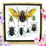 Echte exotische Insekten - Einzelstück - im 3D S-Schaukasten - Wandbild A-S-15