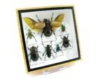 Echte exotische Insekten - Einzelstück - im 3D S-Schaukasten - Wandbild A-S-15 – Bild 3