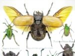 Echte exotische Insekten - Einzelstück - im 3D S-Schaukasten - Wandbild A-S-15 – Bild 5
