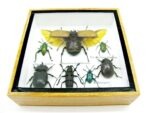 Echte exotische Insekten - Einzelstück - im 3D S-Schaukasten - Wandbild A-S-15 – Bild 6