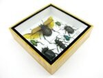 Echte exotische Insekten - Einzelstück - im 3D S-Schaukasten - Wandbild A-S-15 – Bild 7