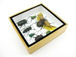 Echte exotische Insekten - Einzelstück - im 3D S-Schaukasten - Wandbild A-S-15 – Bild 8