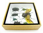 Echte exotische Insekten - Einzelstück - im 3D S-Schaukasten - Wandbild A-S-15 – Bild 9