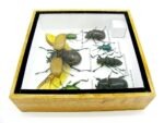 Echte exotische Insekten - Einzelstück - im 3D S-Schaukasten - Wandbild A-S-15 – Bild 10