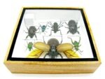 Echte exotische Insekten - Einzelstück - im 3D S-Schaukasten - Wandbild A-S-15 – Bild 11