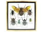 Echte exotische Insekten - Einzelstück - im 3D S-Schaukasten - Wandbild A-S-16 – Bild 2