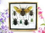 Echte exotische Insekten - Einzelstück - im 3D S-Schaukasten - Wandbild A-S-16