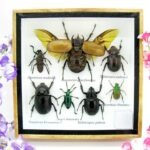 Echte exotische Insekten - Einzelstück - im 3D S-Schaukasten - Wandbild A-S-16