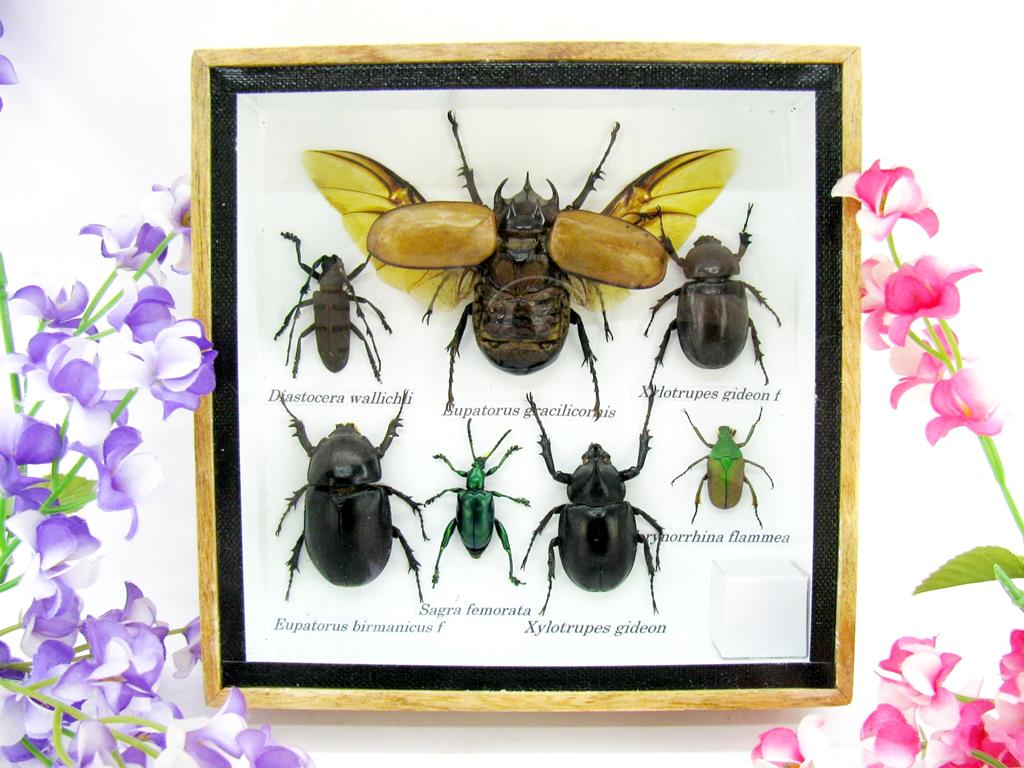 Wunderschöne, tropische und natürlich echte Insekten aus nachhaltiger Zucht im kleinen Schaukasten a-insekten-S-16-a