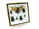 Echte exotische Insekten - Einzelstück - im 3D S-Schaukasten - Wandbild A-S-16 – Bild 3