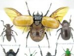 Echte exotische Insekten - Einzelstück - im 3D S-Schaukasten - Wandbild A-S-16 – Bild 5