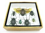 Echte exotische Insekten - Einzelstück - im 3D S-Schaukasten - Wandbild A-S-16 – Bild 6