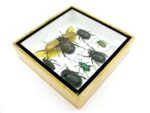 Echte exotische Insekten - Einzelstück - im 3D S-Schaukasten - Wandbild A-S-16 – Bild 7