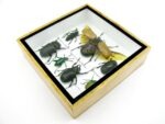 Echte exotische Insekten - Einzelstück - im 3D S-Schaukasten - Wandbild A-S-16 – Bild 8