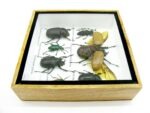 Echte exotische Insekten - Einzelstück - im 3D S-Schaukasten - Wandbild A-S-16 – Bild 9