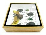 Echte exotische Insekten - Einzelstück - im 3D S-Schaukasten - Wandbild A-S-16 – Bild 10