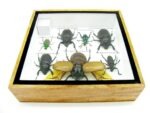 Echte exotische Insekten - Einzelstück - im 3D S-Schaukasten - Wandbild A-S-16 – Bild 11