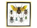 Echte exotische Insekten - Einzelstück - im 3D S-Schaukasten - Wandbild A-S-17 – Bild 2