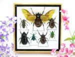 Echte exotische Insekten - Einzelstück - im 3D S-Schaukasten - Wandbild A-S-17
