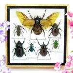 Echte exotische Insekten - Einzelstück - im 3D S-Schaukasten - Wandbild A-S-17