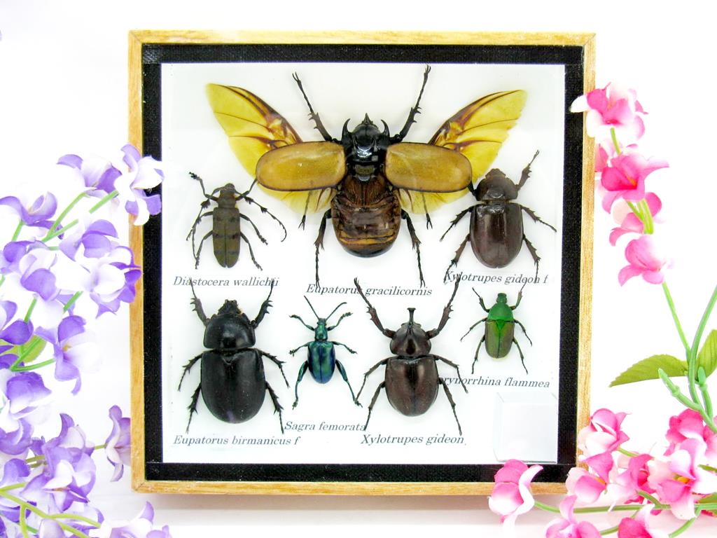 Wunderschöne, tropische und natürlich echte Insekten aus nachhaltiger Zucht im kleinen Schaukasten a-insekten-S-17-a