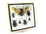 Echte exotische Insekten - Einzelstück - im 3D S-Schaukasten - Wandbild A-S-17 – Bild 4