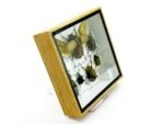 Echte exotische Insekten - Einzelstück - im 3D S-Schaukasten - Wandbild A-S-17 – Bild 5