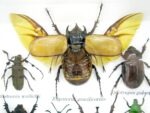 Echte exotische Insekten - Einzelstück - im 3D S-Schaukasten - Wandbild A-S-17 – Bild 6