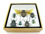Echte exotische Insekten - Einzelstück - im 3D S-Schaukasten - Wandbild A-S-17 – Bild 7