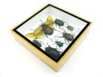 Echte exotische Insekten - Einzelstück - im 3D S-Schaukasten - Wandbild A-S-17 – Bild 8