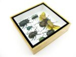 Echte exotische Insekten - Einzelstück - im 3D S-Schaukasten - Wandbild A-S-17 – Bild 9