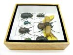 Echte exotische Insekten - Einzelstück - im 3D S-Schaukasten - Wandbild A-S-17 – Bild 10