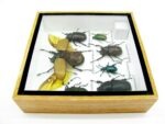 Echte exotische Insekten - Einzelstück - im 3D S-Schaukasten - Wandbild A-S-17 – Bild 11