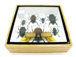 Echte exotische Insekten - Einzelstück - im 3D S-Schaukasten - Wandbild A-S-17 – Bild 12