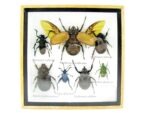 Echte exotische Insekten - Einzelstück - im 3D S-Schaukasten - Wandbild A-S-18 – Bild 2