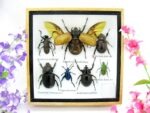Echte exotische Insekten - Einzelstück - im 3D S-Schaukasten - Wandbild A-S-18